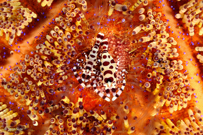 Illustration for article titled Wildlife Photo Contest Shows Nature Can Be Cruel—But Also Kind